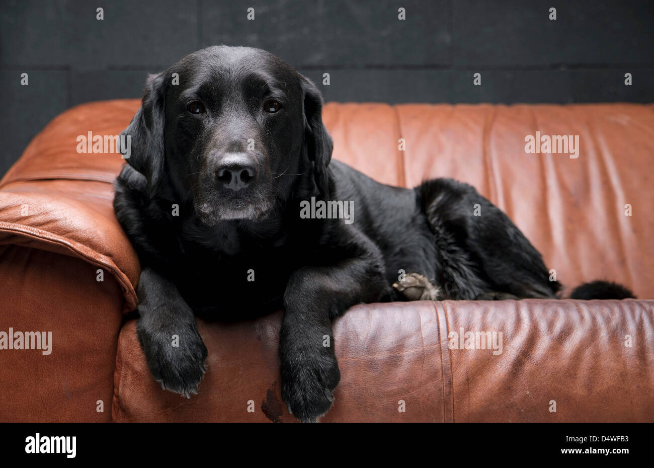 Perro sentado en el sofá de cuero Foto de stock