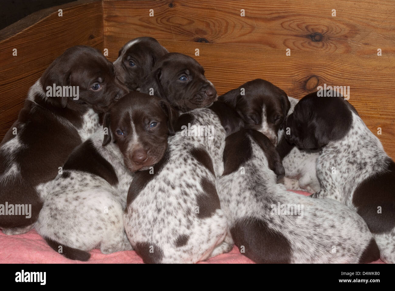 Pointer puppies fotografías e imágenes de alta resolución - Alamy