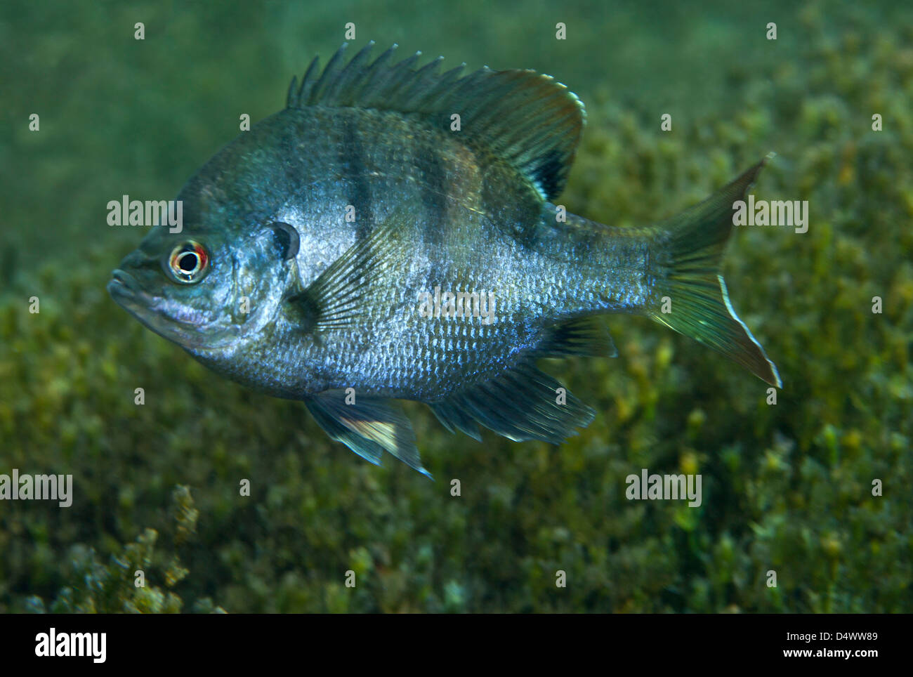 Una Mojarra Azul Pez De Agua Dulce En Morrison Springs Florida
