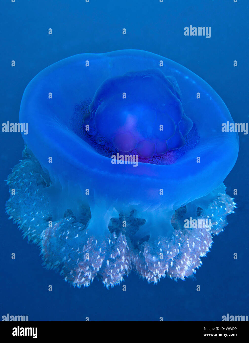 Una corona medusas Flotando suavemente fuera de la costa de Fiji. Foto de stock