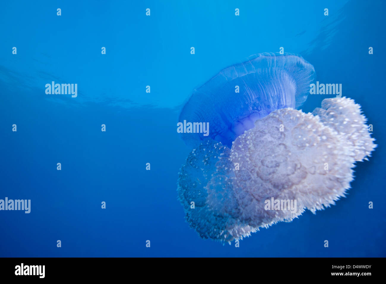 Una corona medusas Flotando suavemente fuera de la costa de Fiji. Foto de stock