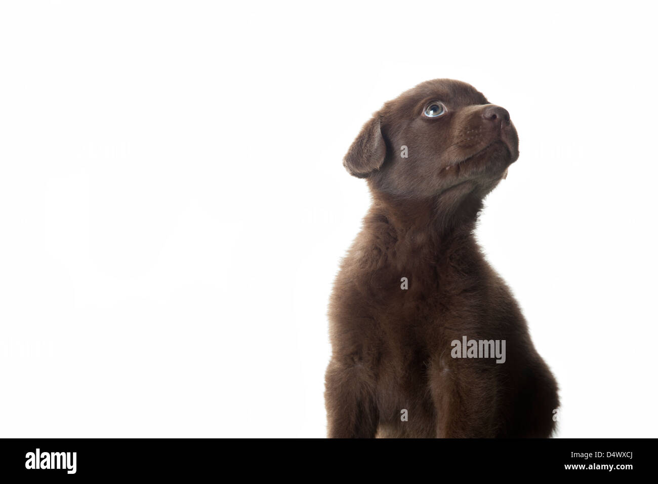 Adorable cachorro labrador marrón aislado sobre fondo blanco mirando hacia arriba Foto de stock