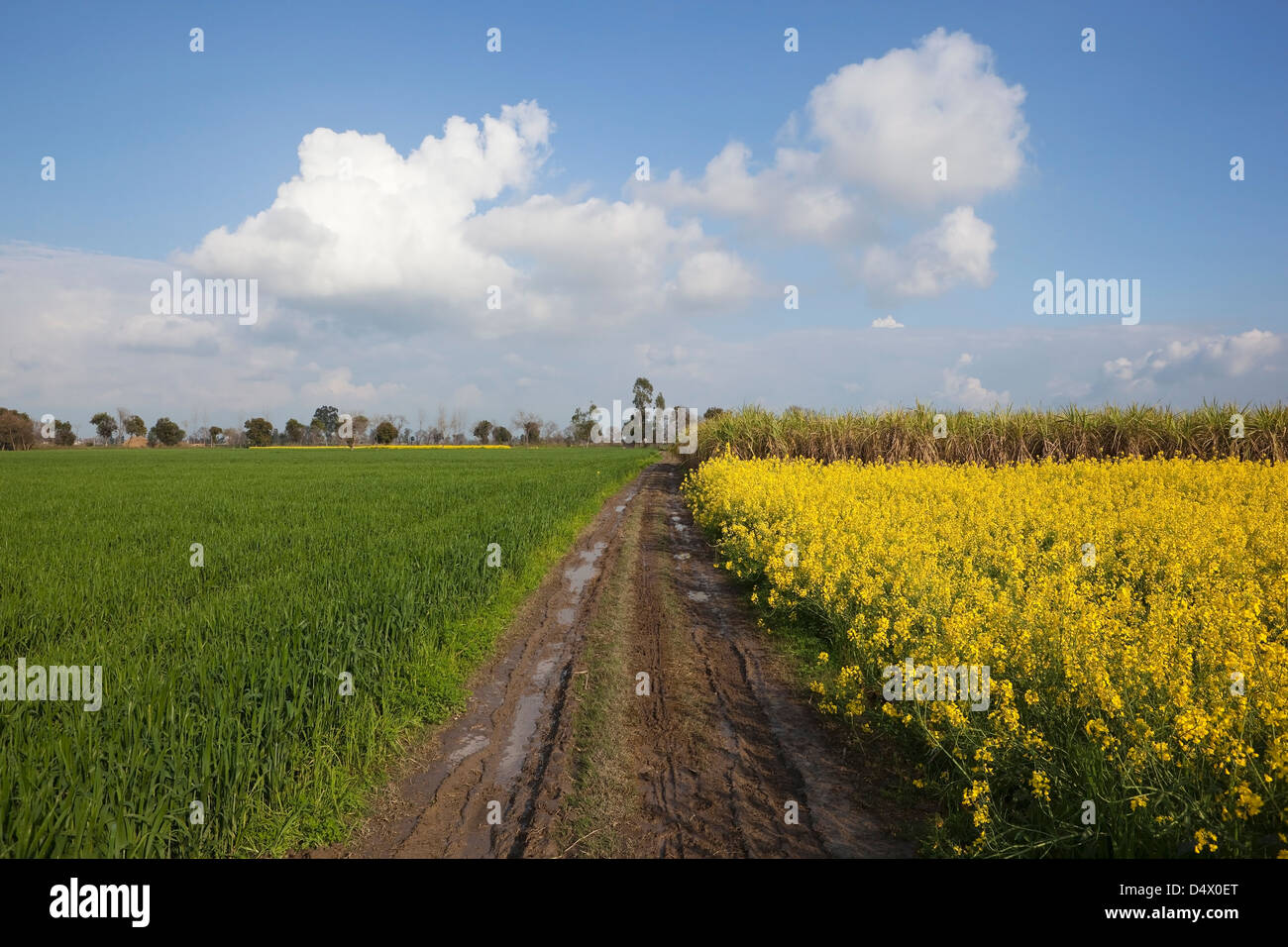 Un Punjabi paisaje con nubes en un cielo azul sobre una pista fangosa entre campos de trigo, caña de azúcar y flores de color amarillo mostaza. Foto de stock