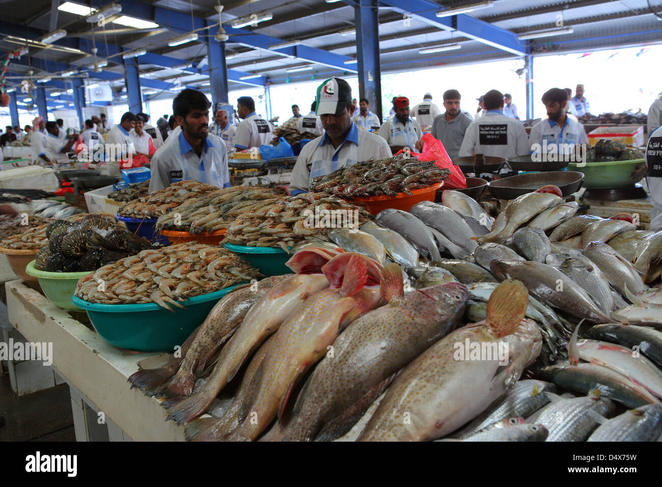 En la pantalla de pescado en el mercado de Dubai, Emiratos Árabes Unidos. Foto de stock