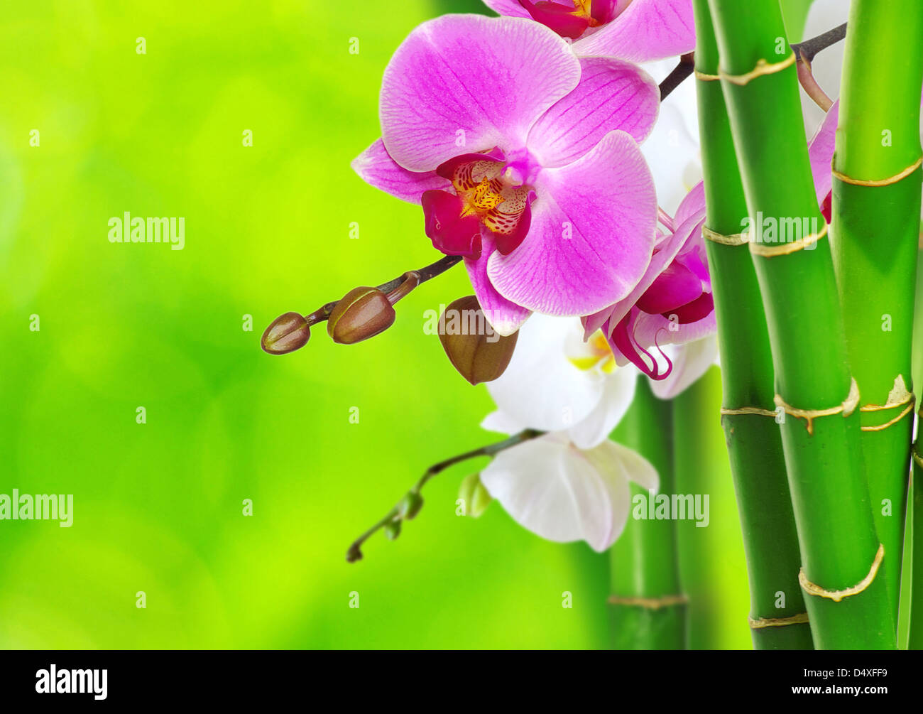Flores De La Orquídea Con La Decoración De Bambú Fotos, retratos, imágenes  y fotografía de archivo libres de derecho. Image 16519450