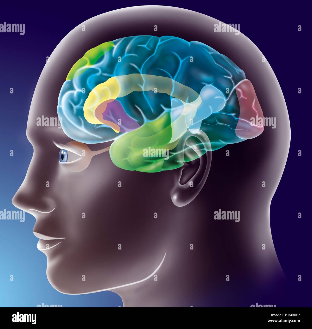 áreas de la corteza cerebral fotografías e imágenes de alta resolución Alamy