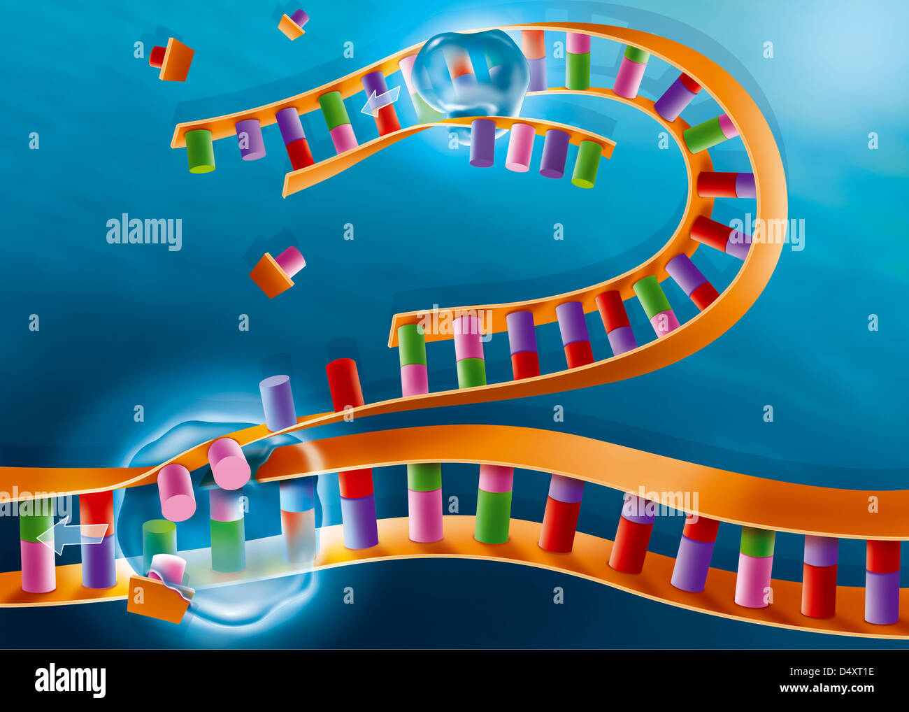 Molécula de adn replicacion fotografías e imágenes de alta resolución