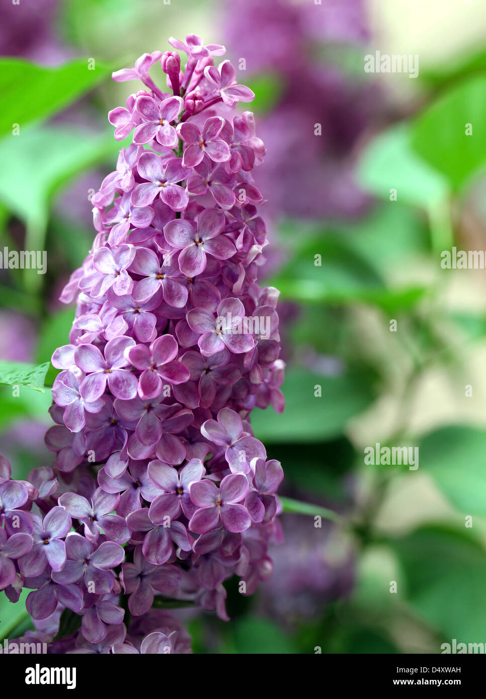 Rama verde con flores lilas de primavera Foto de stock