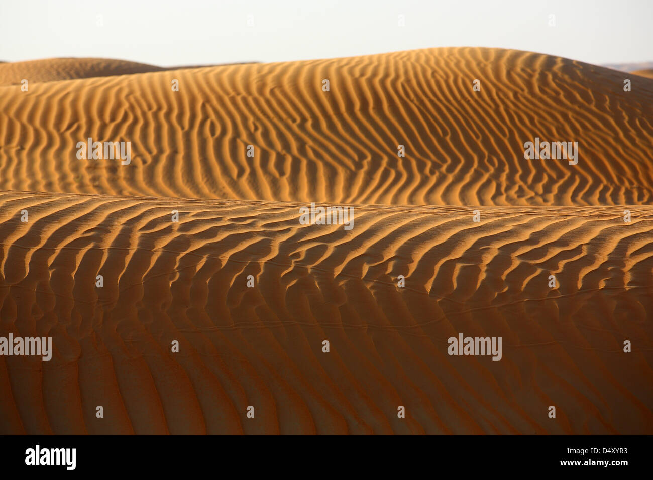 Al amanecer, las dunas de arena del desierto arábigo, Dubai, Emiratos Árabes Unidos. Foto de stock