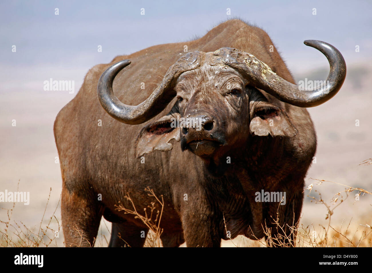 Tanzania, el cráter del Ngorongoro. El búfalo africano. Foto de stock