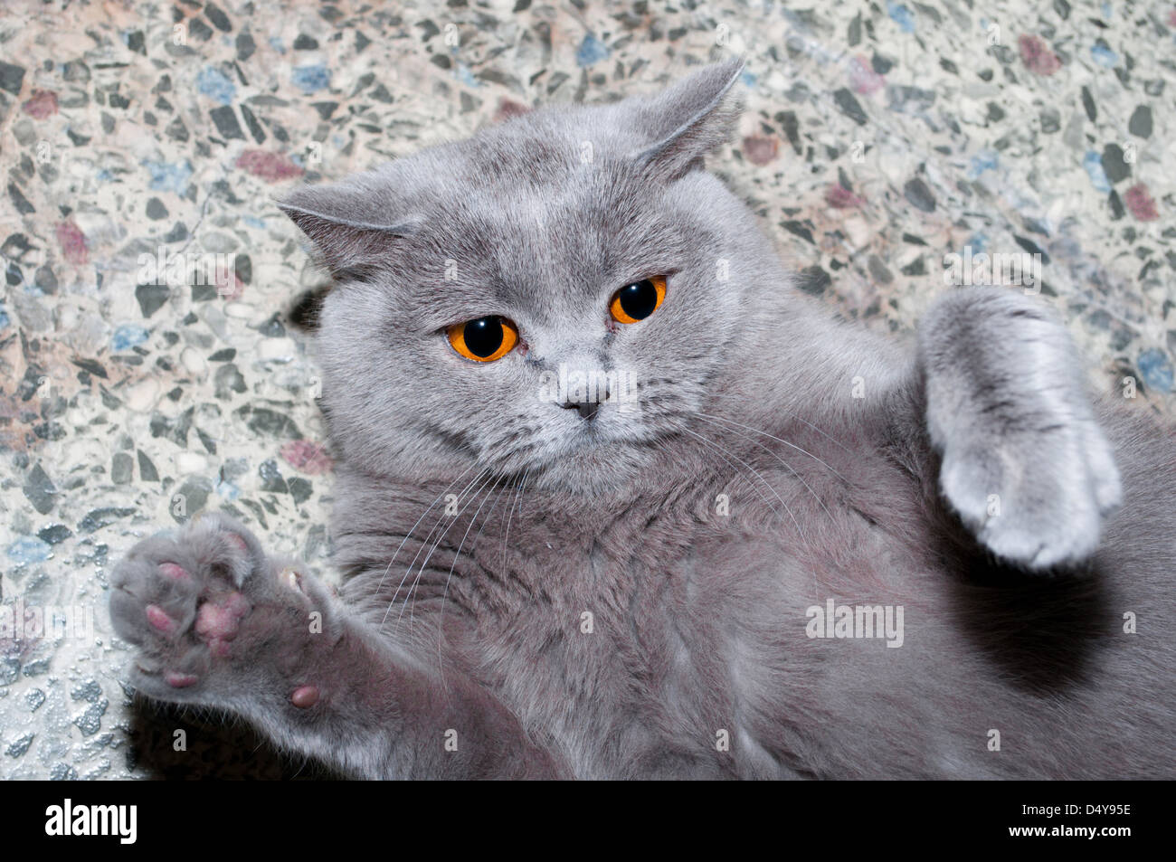 Gato gris con ojos naranja está jugando en casa Fotografía de stock - Alamy
