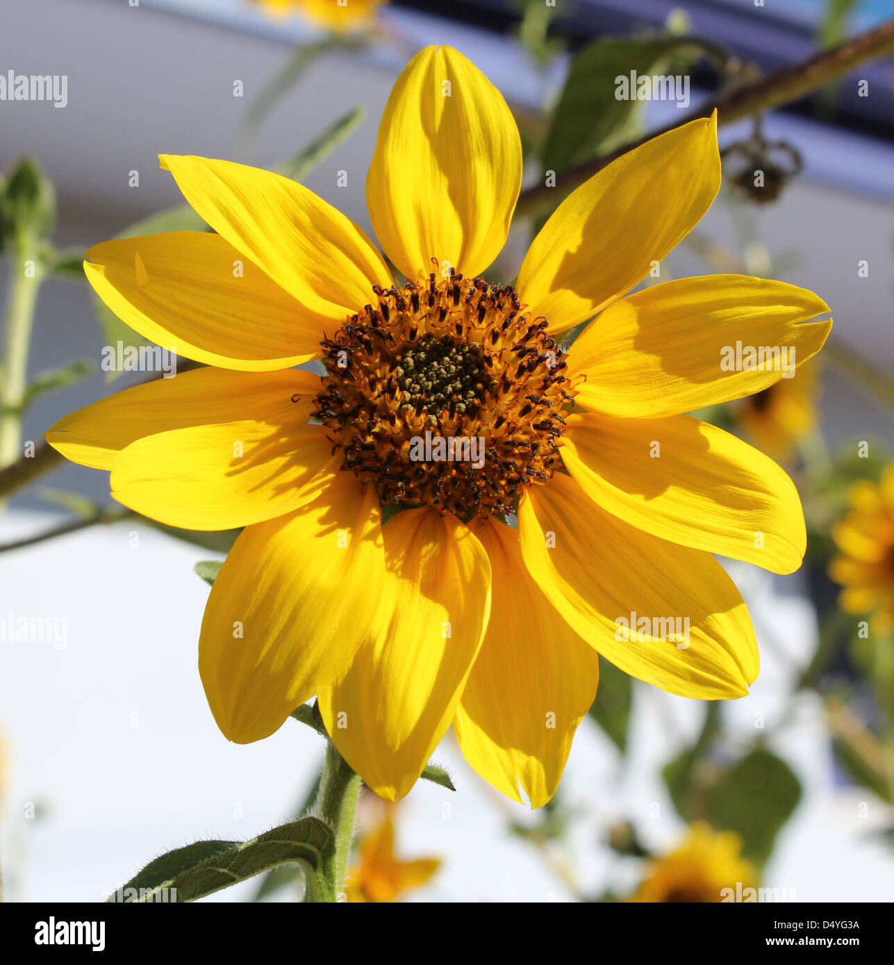 Planta anual de color amarillo brillante con semillas de girasol a ser  formado en el centro de salud útil como un suplemento de alimento  Fotografía de stock - Alamy