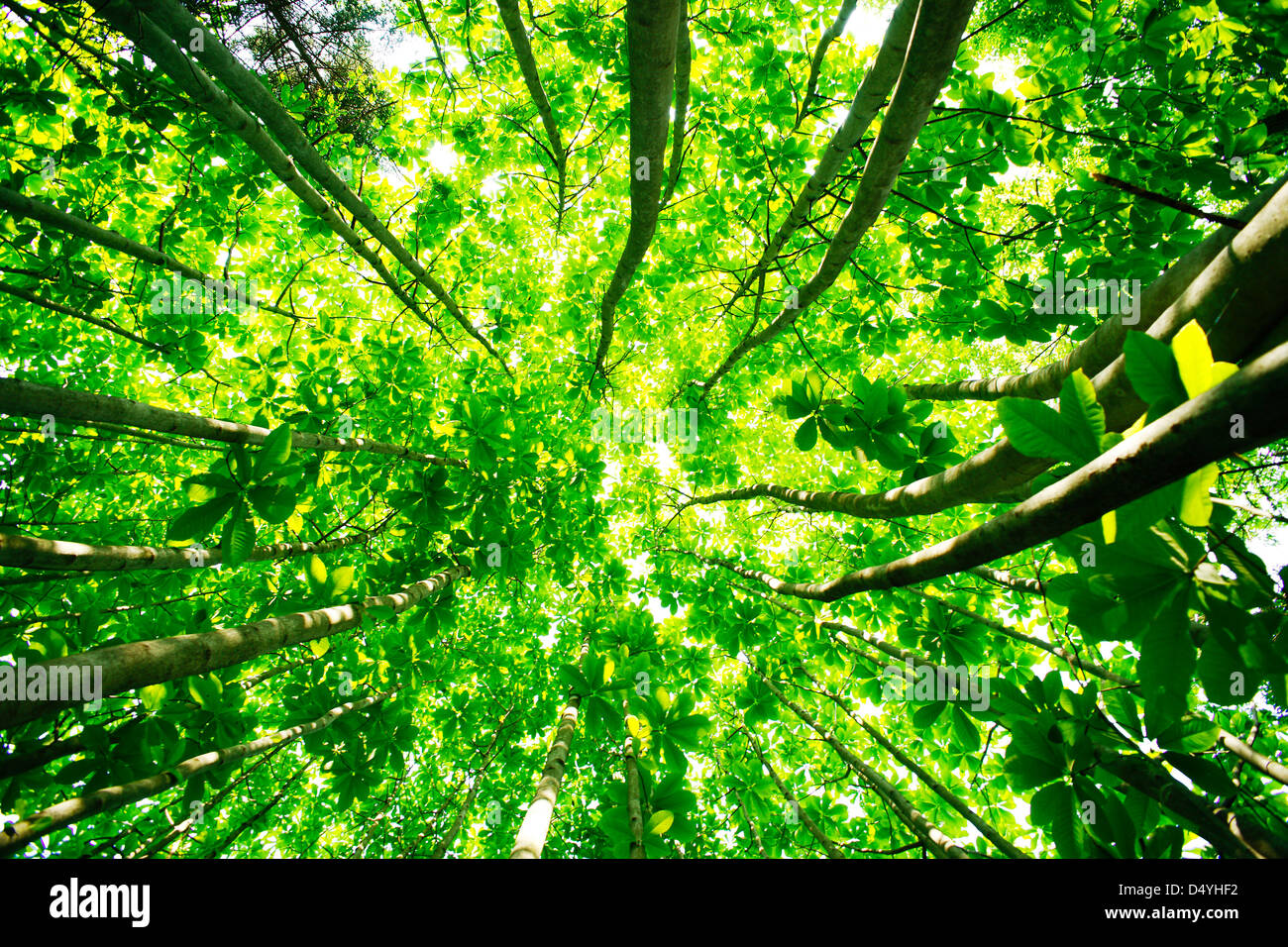 Ángulo de visión baja de los árboles en el Arboreto Nacional de Corea Foto de stock