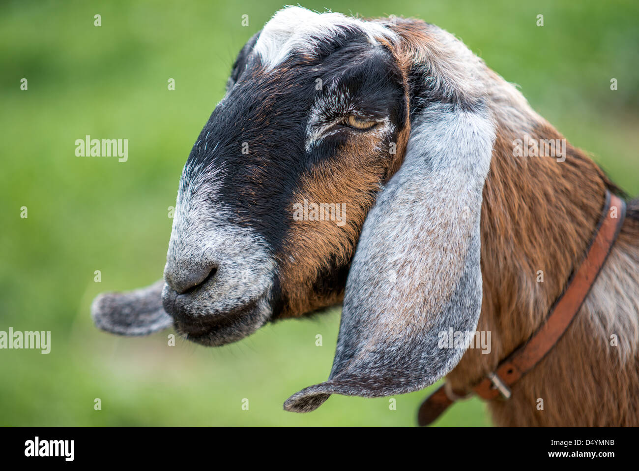 Un retrato de una curiosa cabra en una granja en Australia. Foto de stock