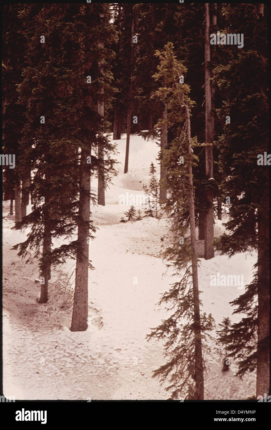 Bosque cerca de Wolf Creek Pass, 05/1972 Foto de stock