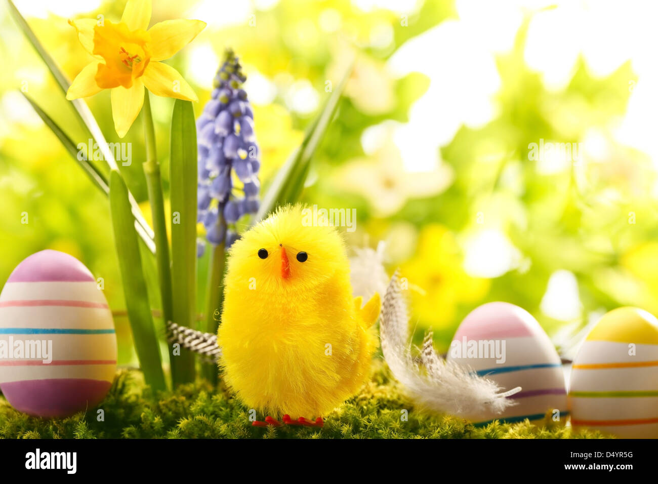 Los huevos de Pascua y el pollo en la pradera con Spring Flower Foto de stock