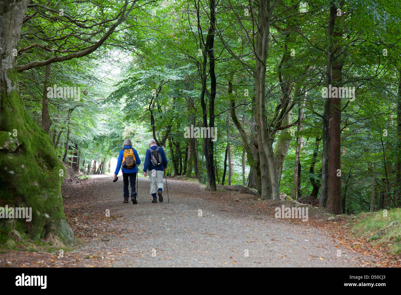 Excursionistas en una pista forestal en Crone Woods, Condado de Wicklow, Irlanda. Foto de stock