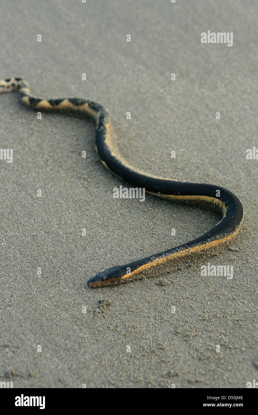 Una curva amarilla serpiente de mar en una playa en el Océano Pacífico en Tonsupa, Ecuador Foto de stock