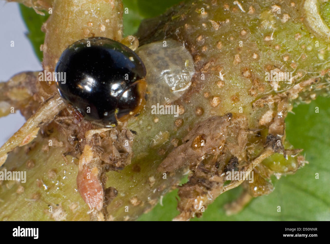 Un negro mariquita, Chilocorus nigritus, comercial control biológico depredador de insectos en cultivos protegidos Foto de stock