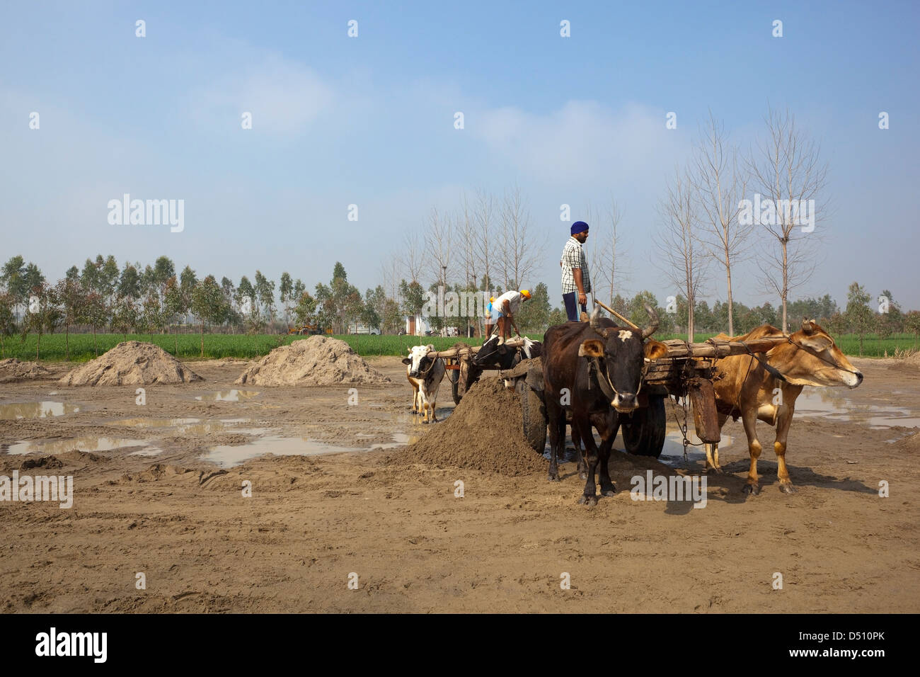 Cantera de arena tradicional con los obreros vaciando arena de carros de ganado en las zonas rurales de Punjab, India Foto de stock