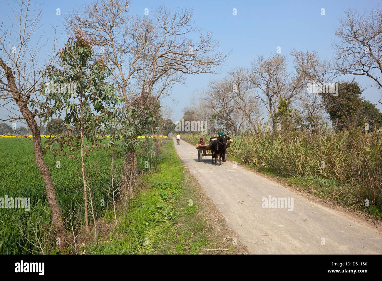 Una típica escena rural agrícola en el estado de Punjab, India con carro de ganado y un hombre Sikh en bicicleta bajo un cielo azul Foto de stock