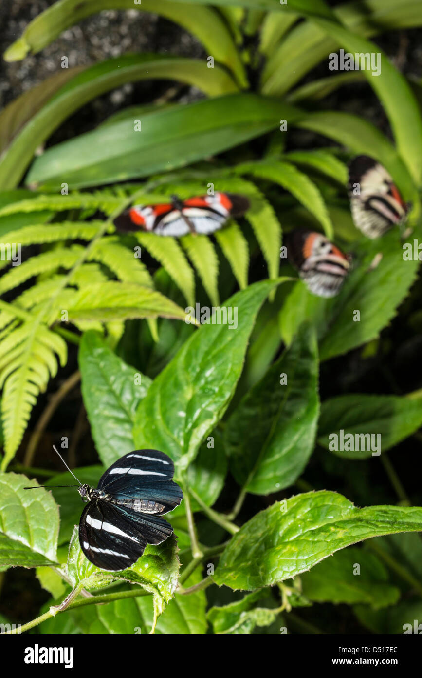 Heliconius cepillo coloridas mariposas-footed Foto de stock