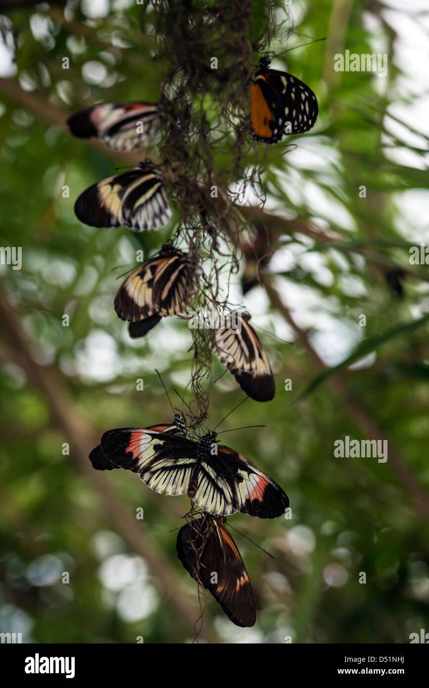 Día de mariposas volaban insectos lepidópteros Heliconius animal Foto de stock