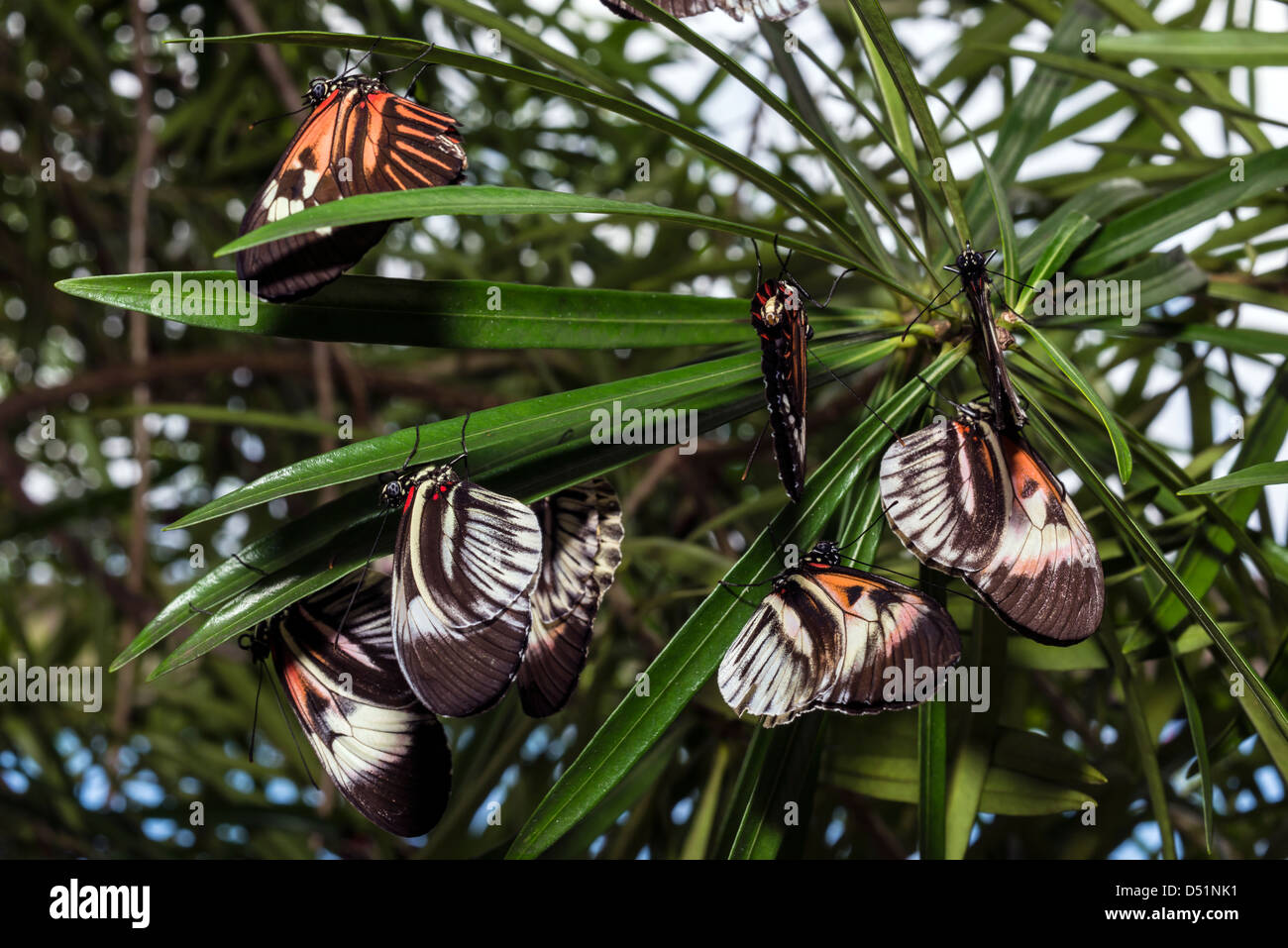 Día de mariposas volaban insectos lepidópteros Heliconius animal Foto de stock