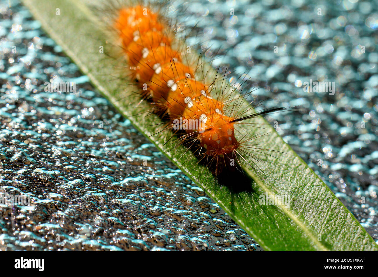 Caterpillar adelfa naranja con manchas blancas y pelos oscuros en una sola hoja de adelfa verde situado sobre una mesa de vidrio guijarro verde Foto de stock