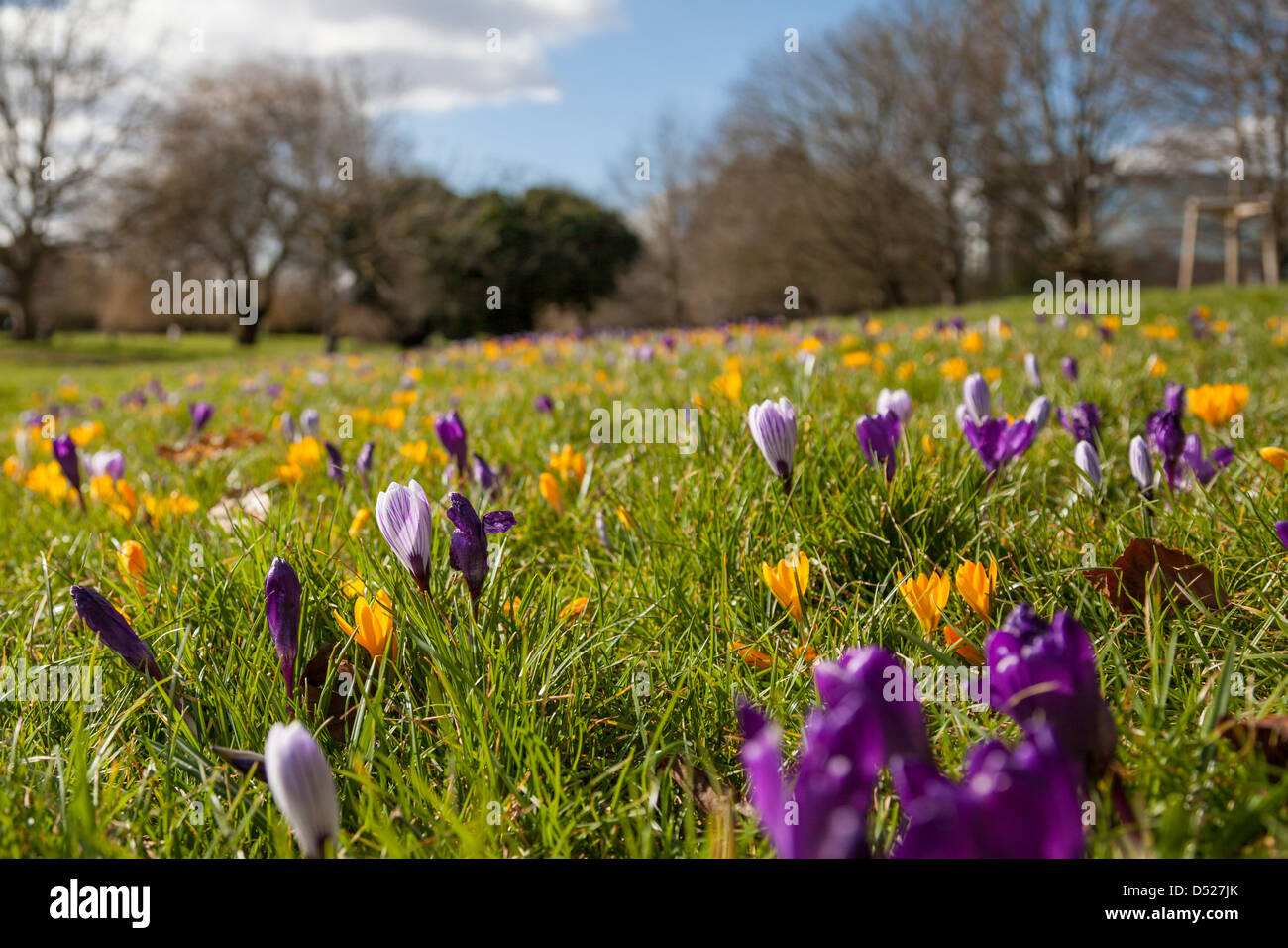 Florece en azafrán Eastrop Park en Basingstoke, Hampshire Foto de stock