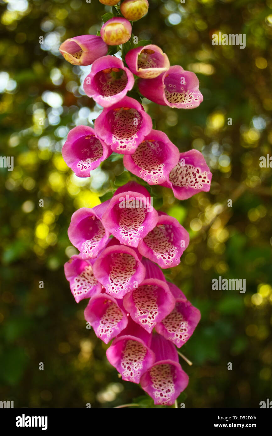 Flor colombiana fotografías e imágenes de alta resolución - Alamy