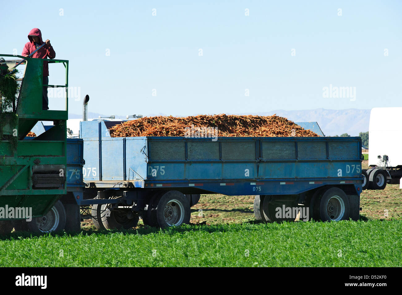 Digger harvestor tipo zanahoria en el trabajo en un campo en el Valle
