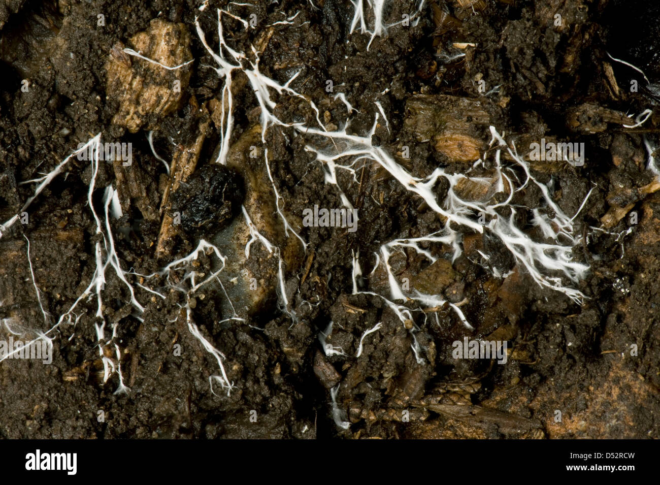 Hilos ramificados de micelio de hongos michorrizales en suelo orgánico Foto de stock
