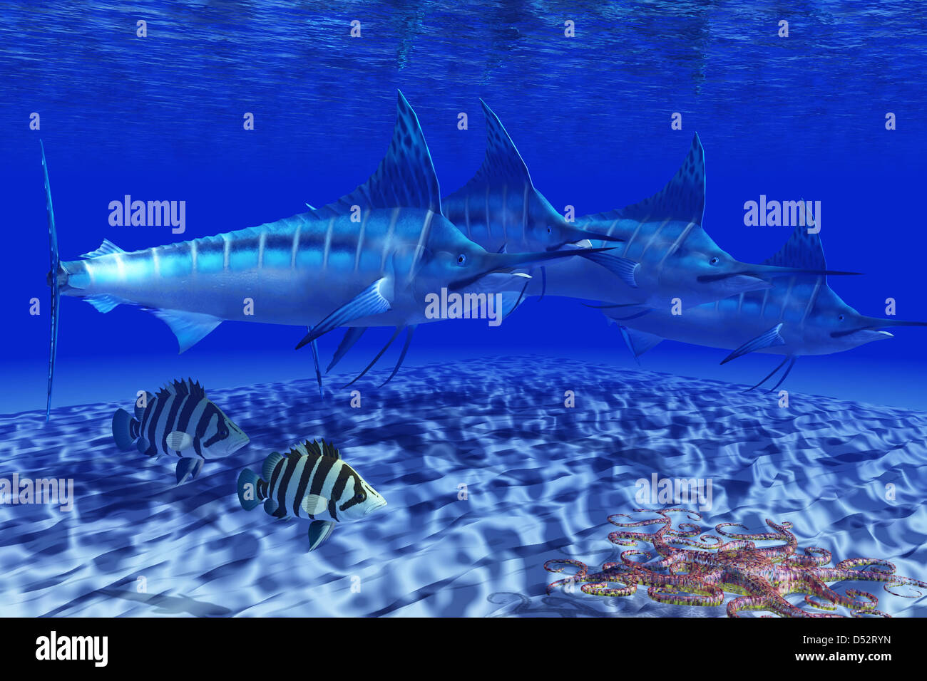 Una cesta Starfish repta por la arena como dos siameses peces tigre y un pack de Blue Marlin nadando. Foto de stock