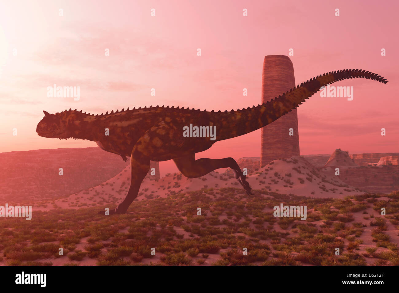 Un toro Carnotaurus corre tras su presa en la luz de la mañana en un terreno desierto. Foto de stock