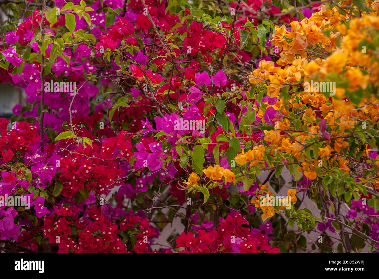 Bahamas, Eleuthera, Princess Cays, buganvillas. Foto de stock