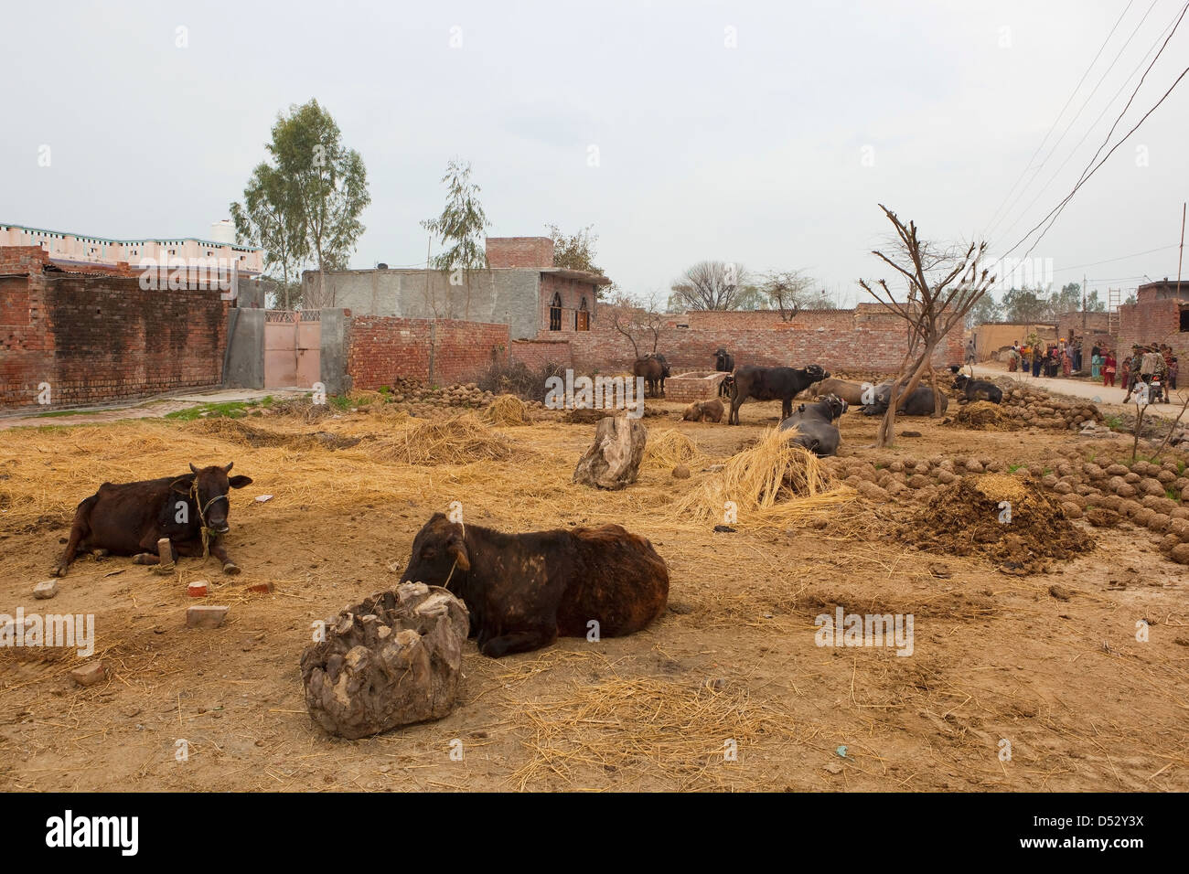 Una tradicional granja en Punjab rural con ganado descansando, edificios agrícolas y árboles, y un grupo de aldeanos en la distancia. Foto de stock
