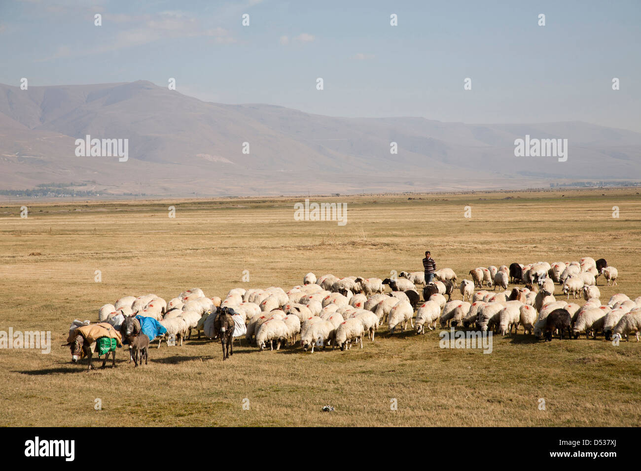 Rebaño de ovejas, de las tierras altas al oeste od de Erzurum, el este de Anatolia, Turquía, Asia Foto de stock