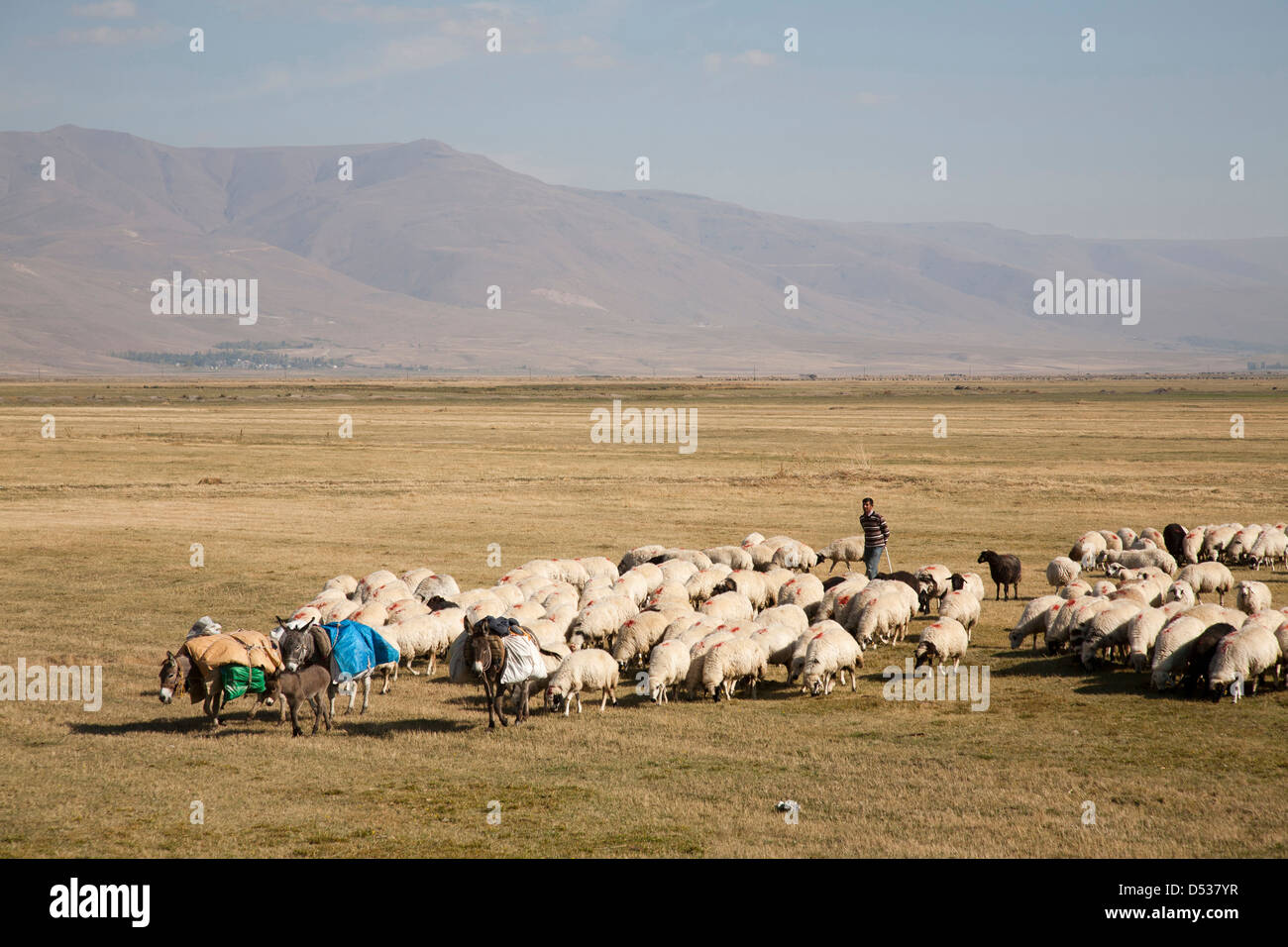 Rebaño de ovejas, de las tierras altas al oeste od de Erzurum, el este de Anatolia, Turquía, Asia Foto de stock