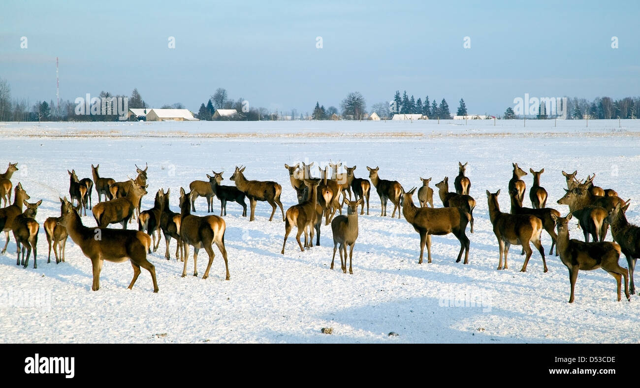 Una manada de ciervos en los campos de invierno Foto de stock