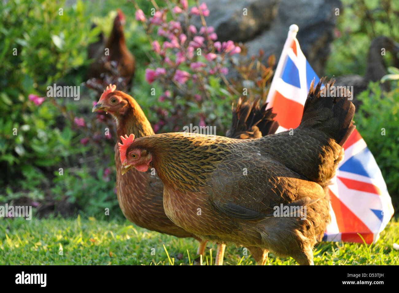 Welsummer gallinas en inglés country garden con pabellón GB Foto de stock