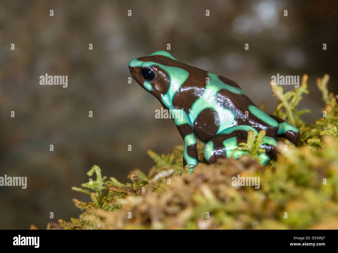 Verde y negro poison dart frog (Dendrobates auratus). Foto de stock