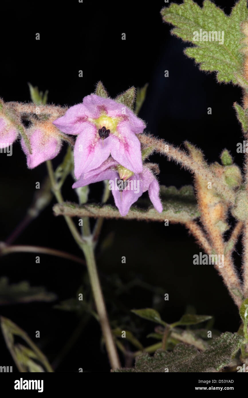 Close-up de frutos grandes- Thomasia Thomasia macrocarpa- familia ...