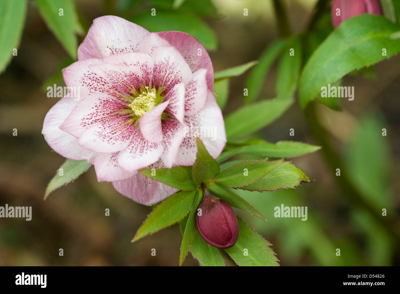 Helleborus × hybridus Harvington rosas dobles cuaresmal hellebore rose Foto de stock