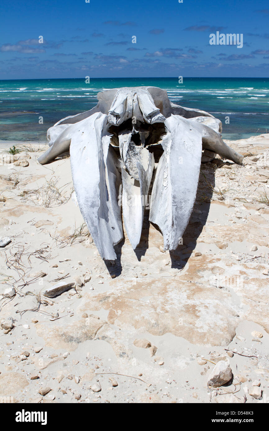 Cráneo de ballena en la playa. Foto de stock