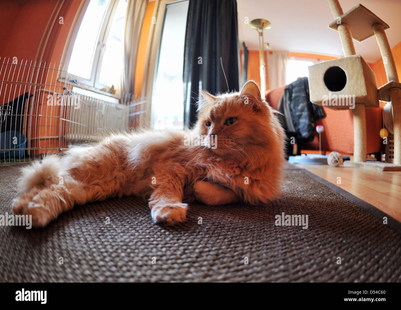 Un gato se encuentra en la alfombra en un piso alquilado en Berlín,  Alemania, el 20 de marzo de 2013. El Tribunal Supremo Federal Alemán  negocia actualmente si los propietarios pueden ser