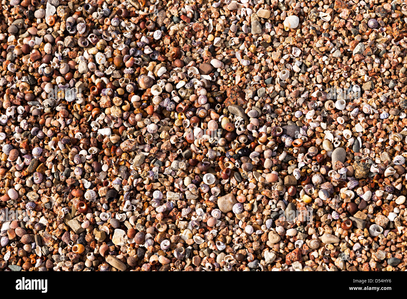 Conchas en la arena de la playa, La Rocque, Jersey, Islas del Canal, REINO UNIDO Foto de stock