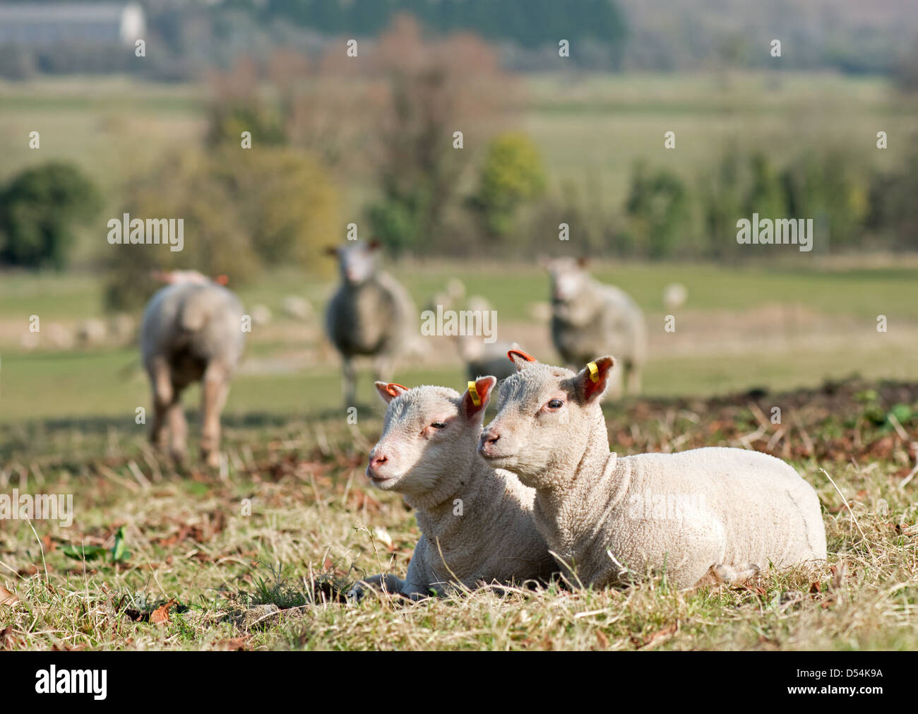 Par de corderos,Ovas aries, en Coombes cerca de la granja de Lancing. West Sussex. UK Foto de stock