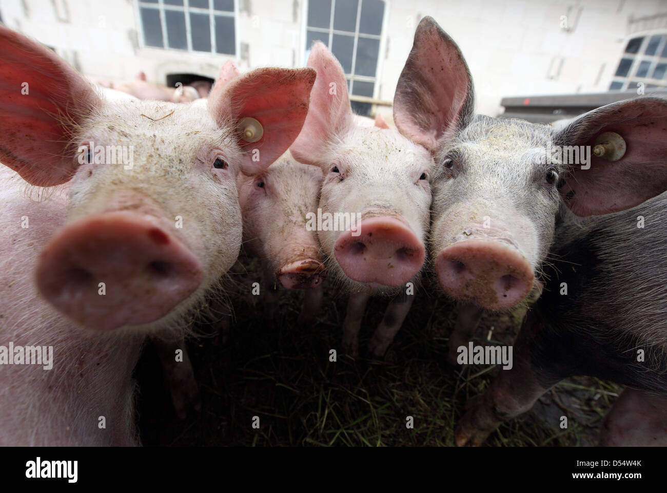 Aldea resplandeciente, Alemania, Biofleischproduktion, Piglet mira con curiosidad el visor Foto de stock