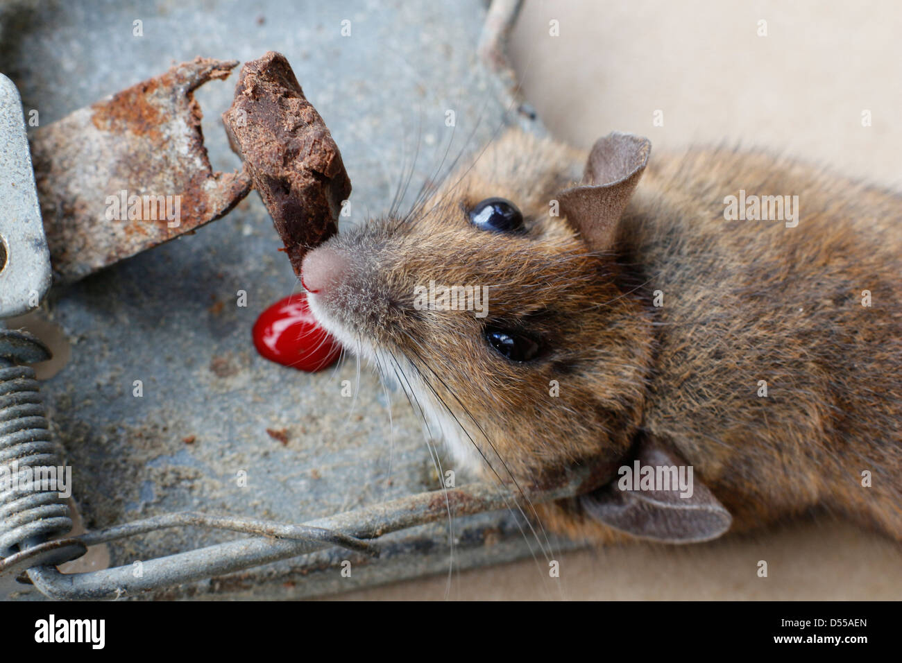 Casa ratón atrapado y asesinado en la ratonera. 131045 trampa de ratón Foto de stock